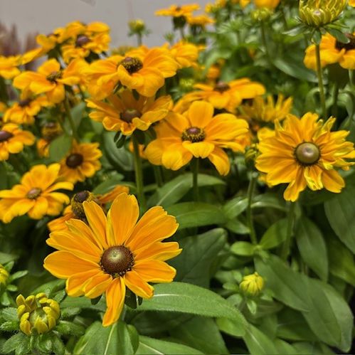 RUDBECKIA HIRTA K:12CM x10