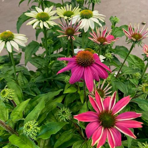 ECHINACEA MIX K:13CM x8