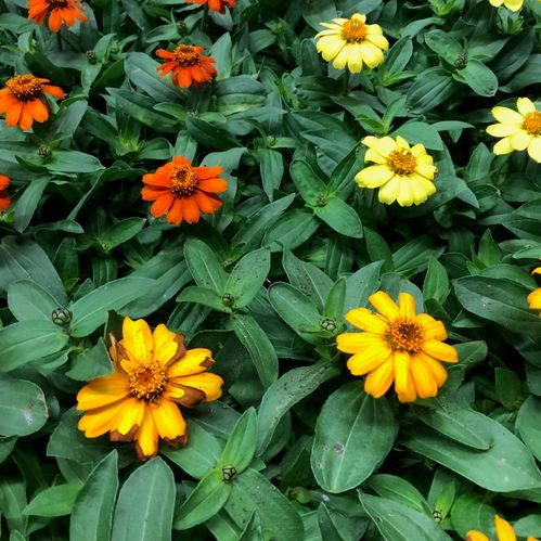 ZINNIA K:12CM x10