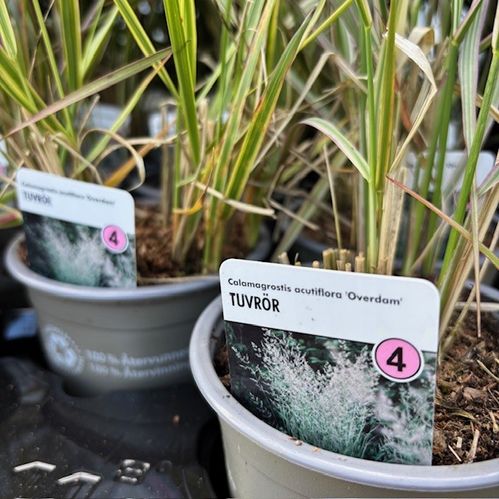 GRÄS CALAMAGROSTIS OVERDAM WÄ/L K:11CM x14