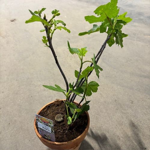 FIKON BORNHOLMER BUSK LERKRUKA K:17CM H:50CM