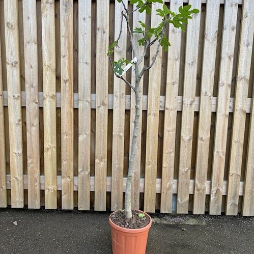 FIKON MIX STAM XL K:26CM