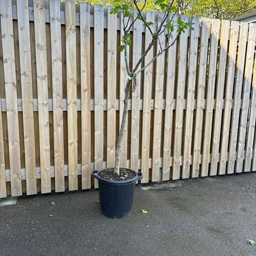 FIKON MIX STAM XXXL K:35CM
