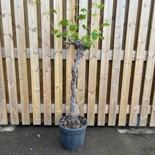 VITIS VINSTOCK XL K:30CM