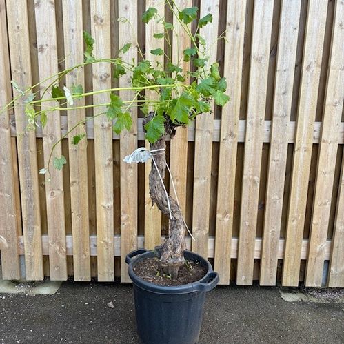 VITIS VINSTOCK XXXL K:35CM
