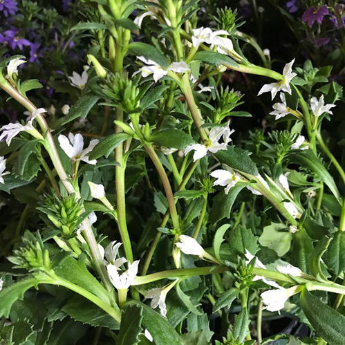 SCAEVOLA FEMTUNGA VIT DK x10