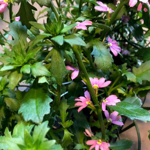 SCAEVOLA FEMTUNGA ROSA DK x10