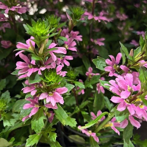 SCAEVOLA FEMTUNGA ROSA MB x8