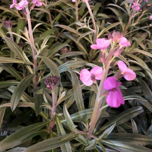 ERYSIMUM GYLLENLACK DK K:13CM x10