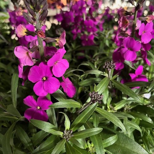 ERYSIMUM GYLLENLACK LILA x8