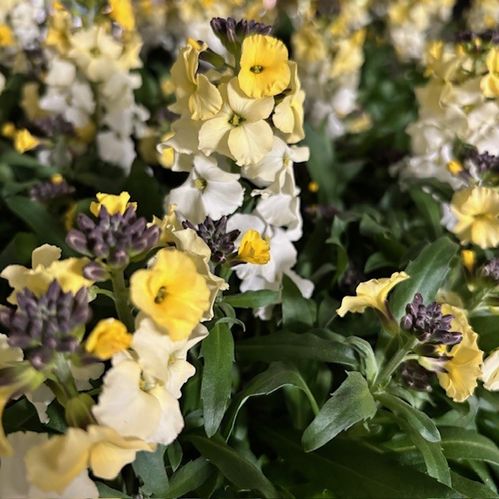 ERYSIMUM GYLLENLACK VIT x8