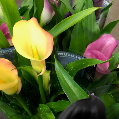 ZANTEDESCHIA CALLA K:12CM x8