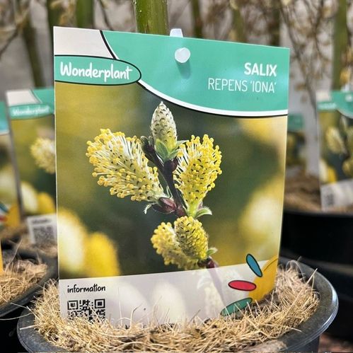 SALIX IONA/HELVETICA STAM K:14CM x8