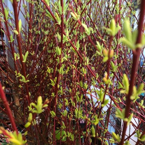 SALIX HAKURO NISHIKI STAM K:23CM