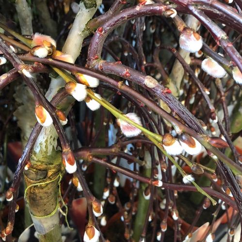 SALIX KILMARNOCK/ARBUSCULA  K:14CM x8