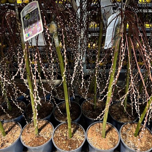 SALIX ARMANDO K:19CM H.90-100CM