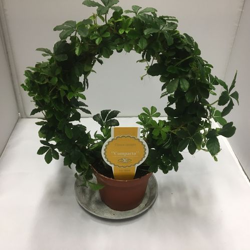 CISSUS STRIATA K:9CM x18