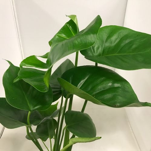 MONSTERA K:12CM LÅG KOMPAKTx10