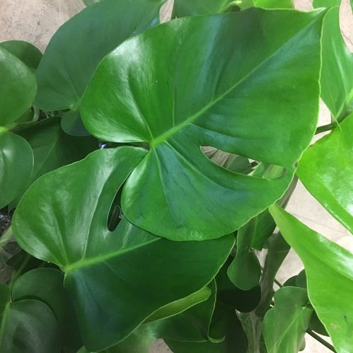 MONSTERA ARVID K:14CM x8