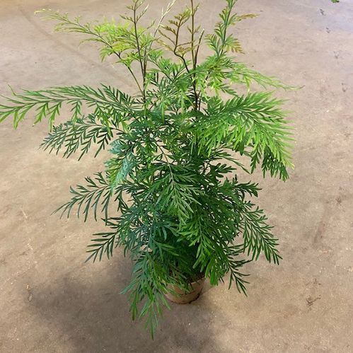 GREVILLEA ROBUSTA K:12CM x6