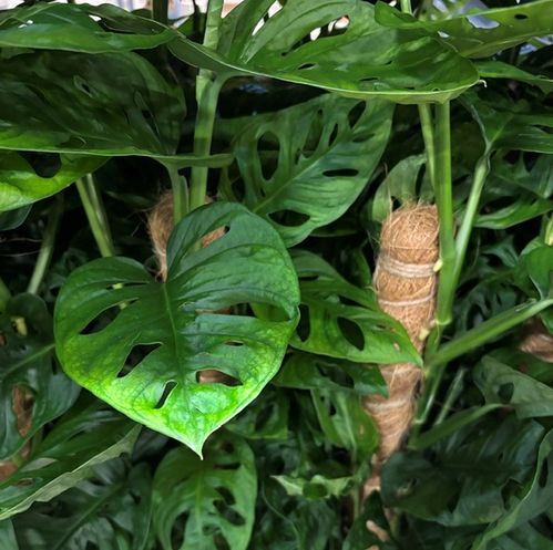 MONSTERA MONKEY MASK MOSSTOCK K:17CM x6
