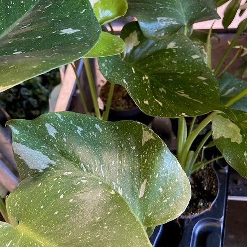 MONSTERA THAI BROKIG K:17CM