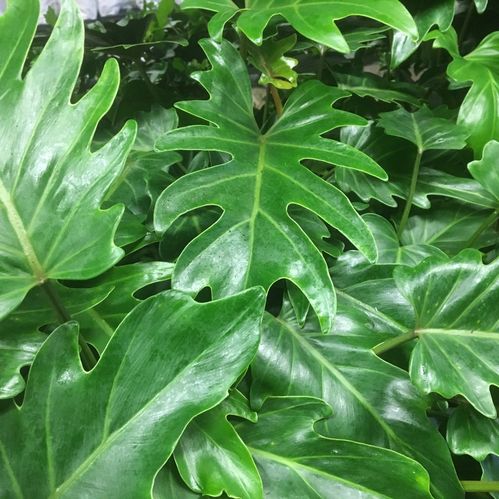 PHILODENDRON XANADU K:19CM x3