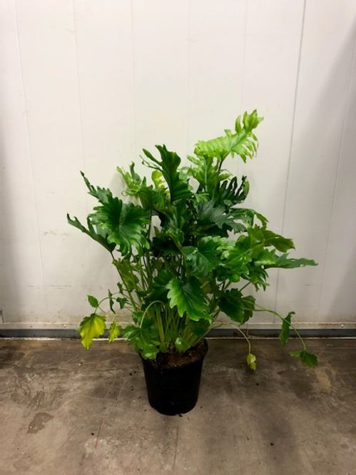 PHILODENDRON XANADU K:21CM