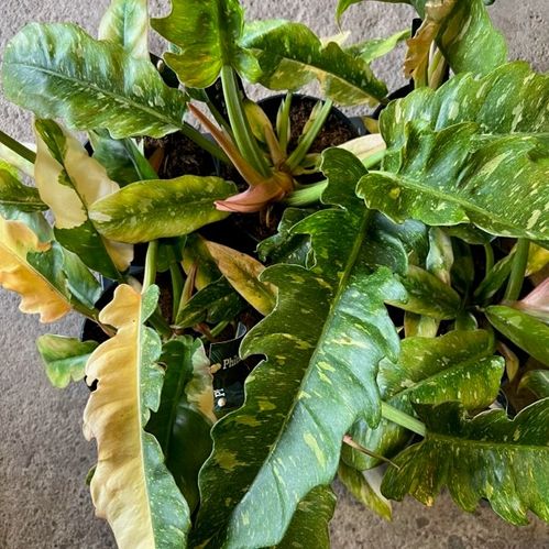 PHILODENDRON RING OF FIRE K:14CM x5