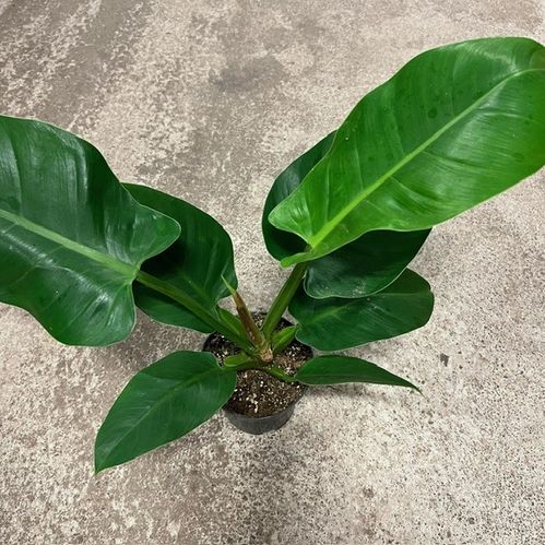 PHILODENDRON IMPERIAL GREEN K:14CM x5