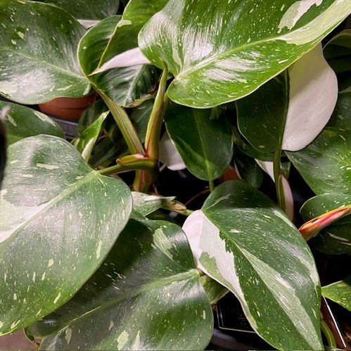PHILODENDRON WHITE PRINCESS K:12CM x6