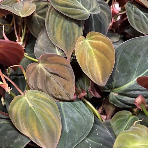 PHILODENDRON SCAND MICANS MÖRKBLADIG K:12CM x10