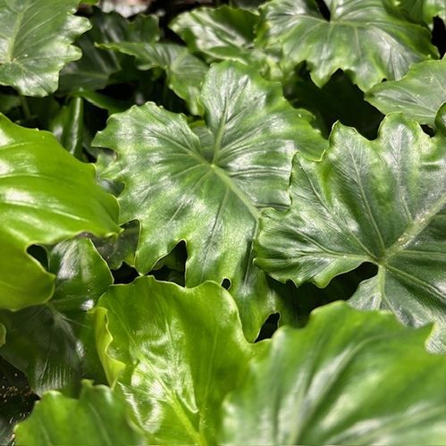 PHILODENDRON SHANGRI-LA K:14CM x6