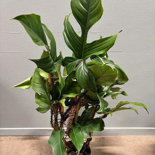 PHILODENDRON SQUAMIFERUM K:17CM x6