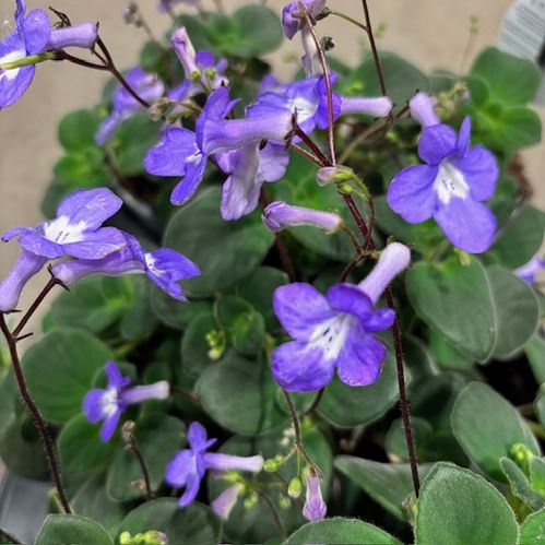 STREPTOCARPUS SAXORUM BLÅ K:12CM x8