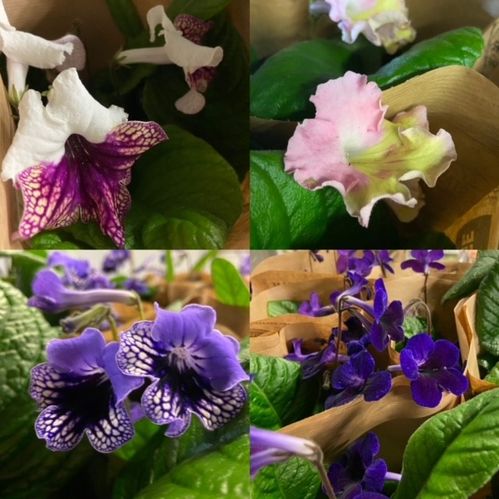 STREPTOCARPUS SVE MB x8