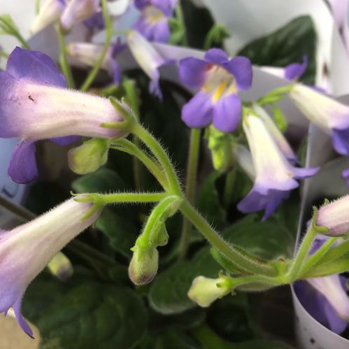 STREPTOCARPUS PURPELINA x6