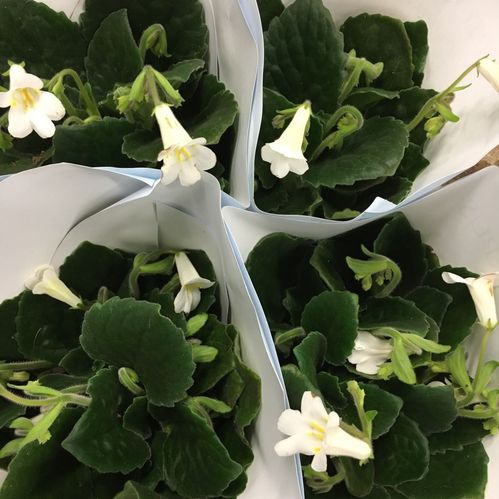 STREPTOCARPUS SNOWLINA VIT x6