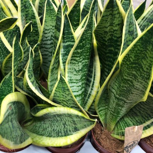 SANSEVERIA LARURENTI K:14CM x7