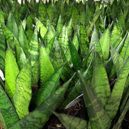 SANSEVERIA MIX MINI x16