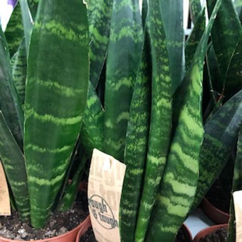 SANSEVERIA BLACK CORAL/JADE K:12CM x8