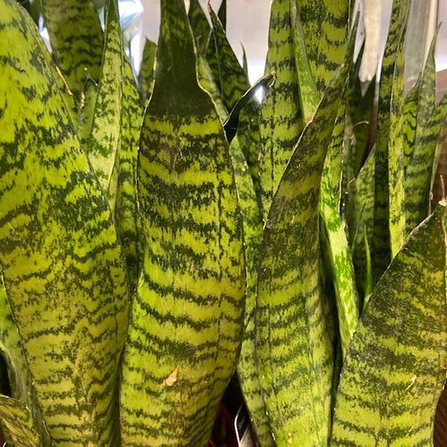 SANSEVERIA ZEYLANICA K:14CM x7