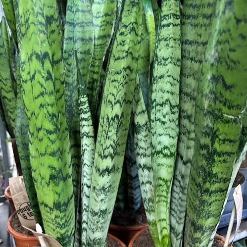SANSEVERIA ZEYLANICA K:17CM x6
