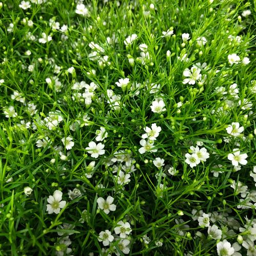 GYPSOPHILA I KRUKA SUMMER SPARK K:17CM x6