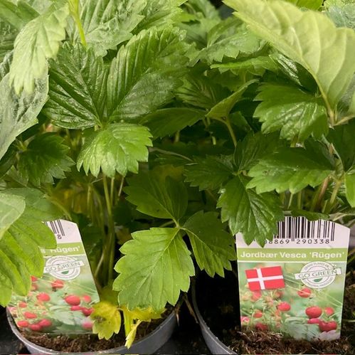 FRAGARIA VESCA SMULTRON PERENN SV x14