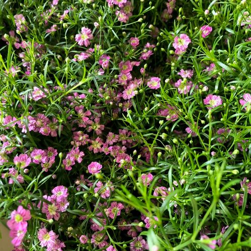 GYPSOPHILA I KRUKA ROSA x12