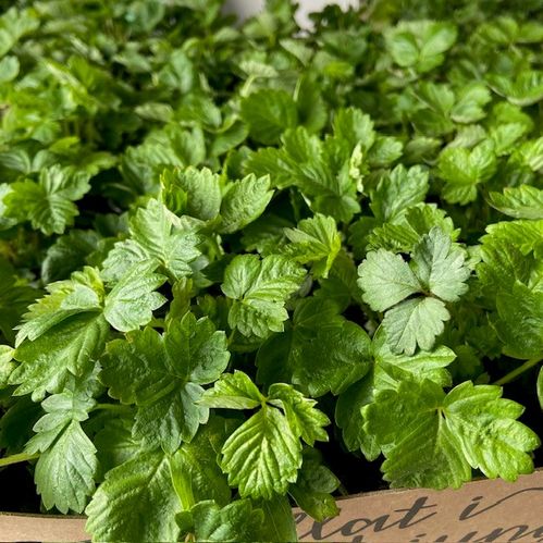 FRAGARIA VESCA SMULTRON x24