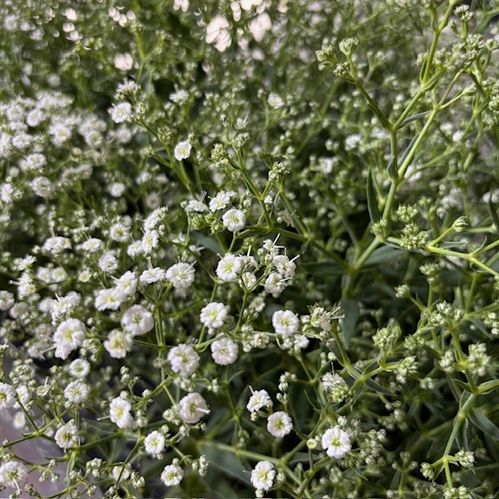 GYPSOPHILA PANICULATA K:12CM x8