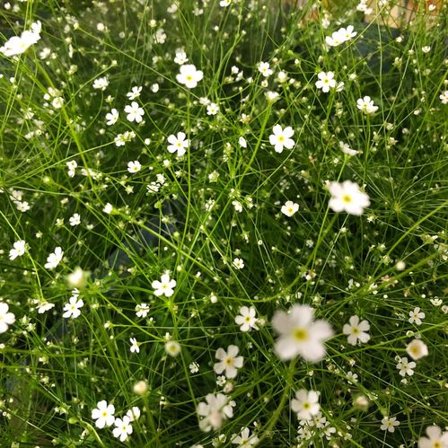 ANDROSACE GRUSVIVA K:10CM x12
