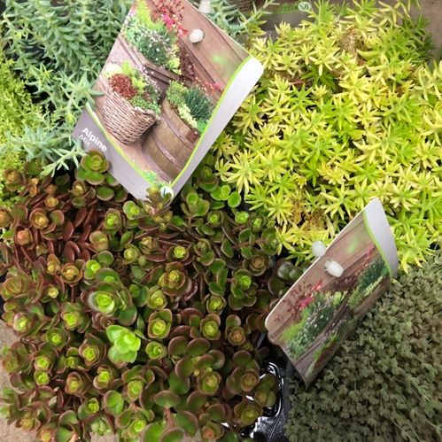 SEDUM MIX K:11CM x14